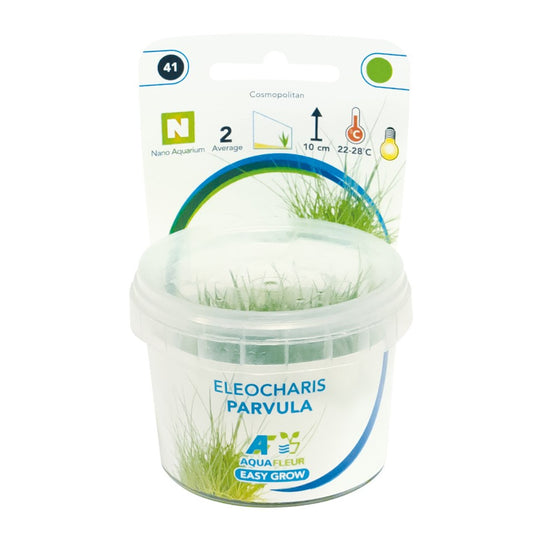 Aquafleur Eleocharis parvula Easy Grow