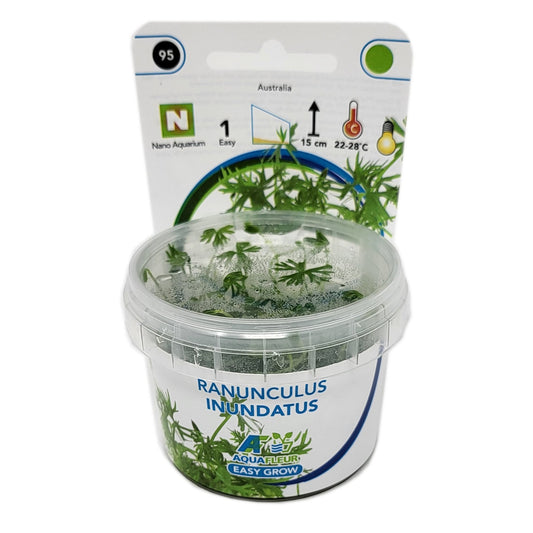Aquafleur Ranunculus inundatus Easy Grow