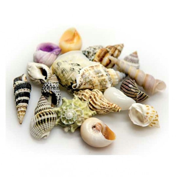 Hobby Sea Shells