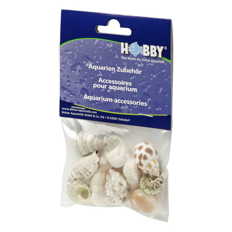 Hobby Sea Shells