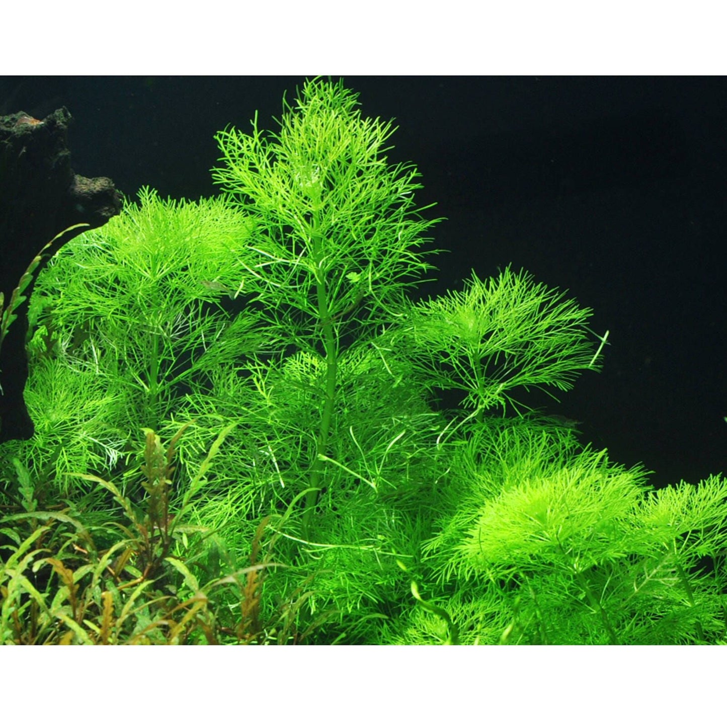 Tropica Limnophila aquatica 1-2-GROW