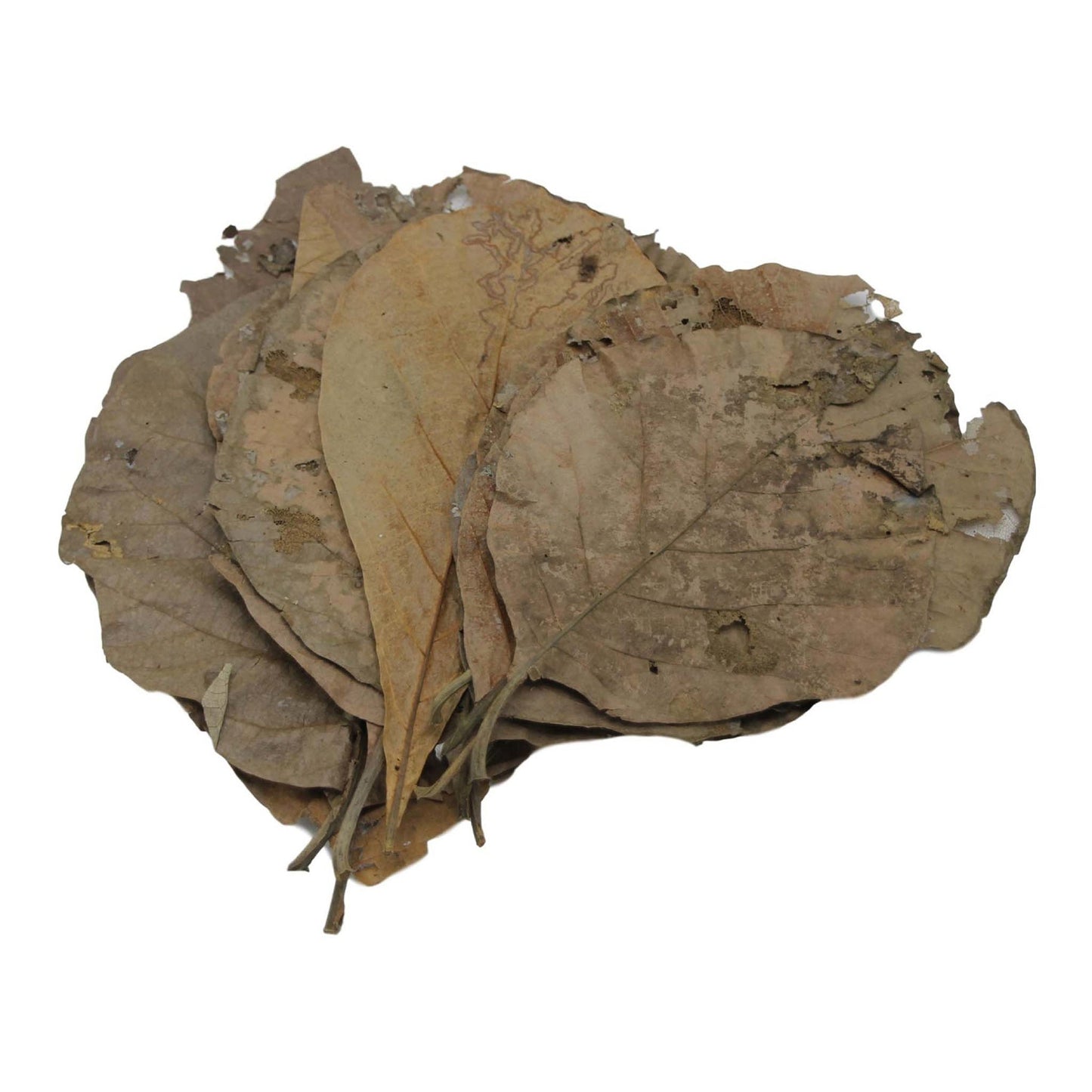 Betta Teak Leaves XL