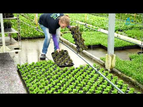 Aquafleur Bucephalandra biblis Easy Grow - Aquarium Plant In Vitro