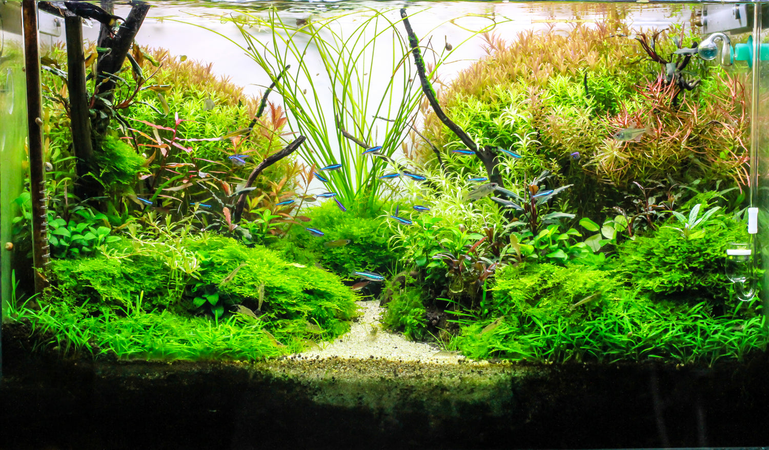 Aquascaping Express - Aquarium Plants & Accessories